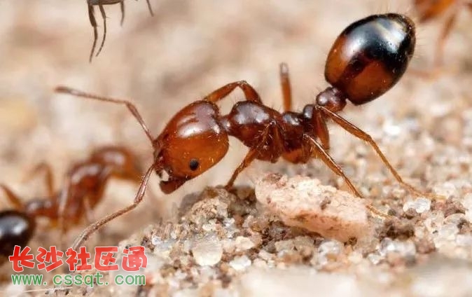 广东河源市区沿江东路红火蚁扰民 一不留心就